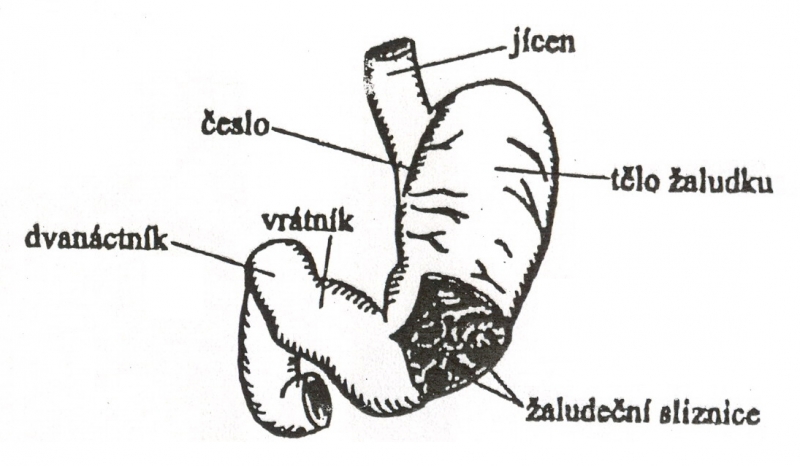 zaludek