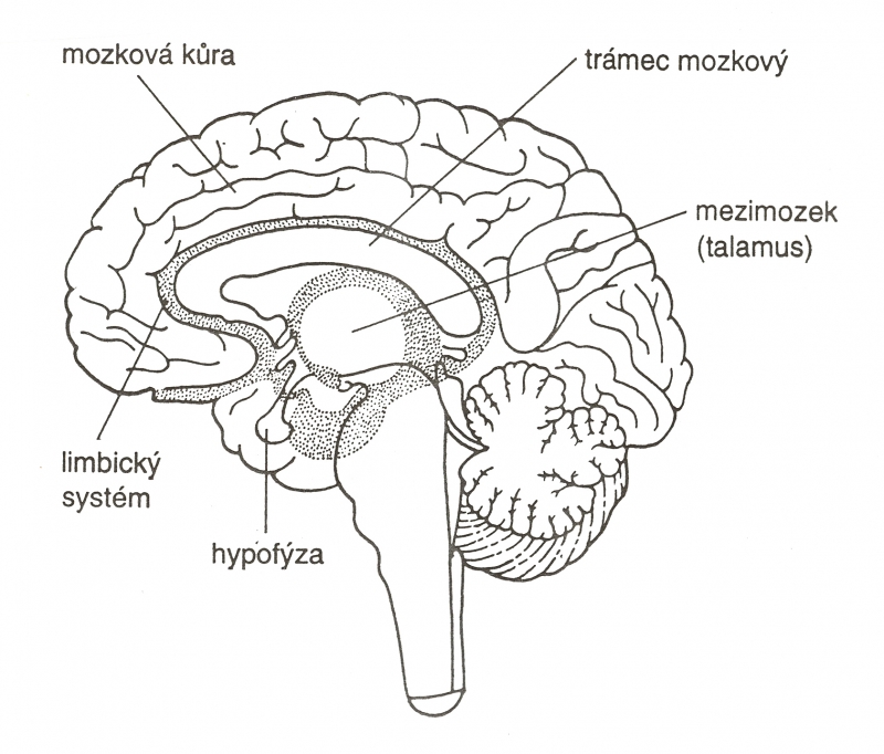 limbický systém