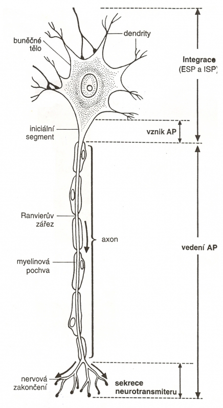 neuron