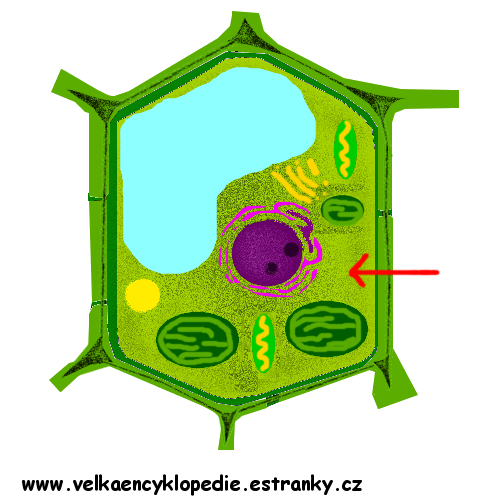 buňka-cytoplazma