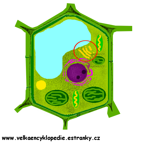 Buňka-golgiho system (aparát)