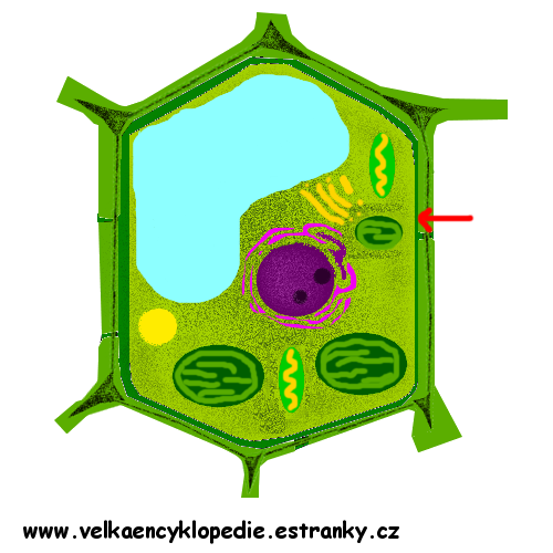 Buňka-Cytoplazmatická membrána