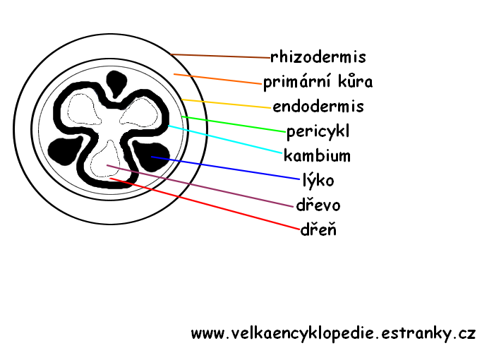 Průřez kořenem