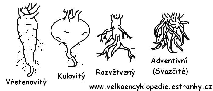 Tvary kořenů