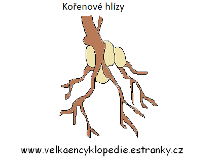 Metamorfózy kořene - kořenové hlízy