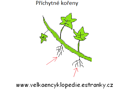 Metamorfózy kořene - příchytné kořeny