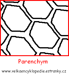 parenchym