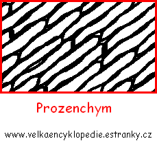 prozenchym