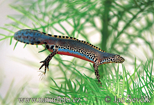 colek-horsky--triturus_alpestris_2.jpg