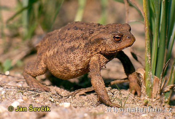 ropucha-obecna--bufo-bufo.jpg