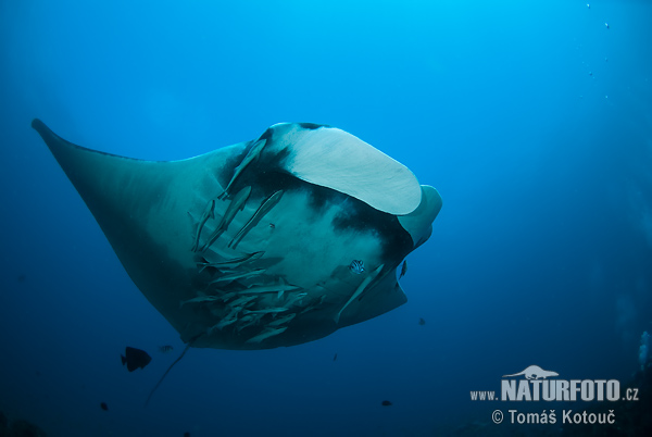 manta-velka-6_2580.jpg