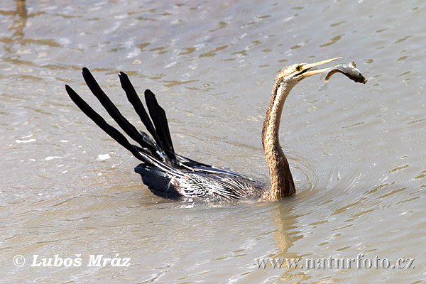 anhinga rezava