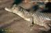 kajman-brylovy--caiman-crocodylus-2.jpg