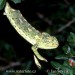chameleon-obecny--chamaeeleo_2.jpg