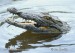 krokodyl-nilsky--crocodylus_niloticus.jpg